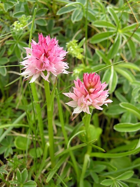 Nigritella widderi